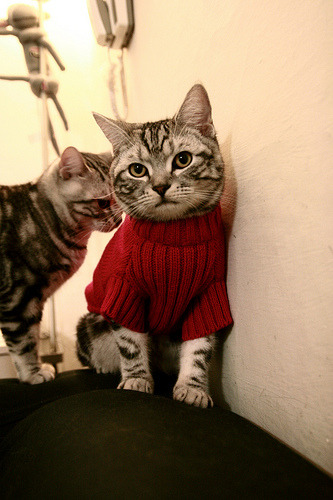 戈贝尔化身关键先生，北京队攻防制霸山西队