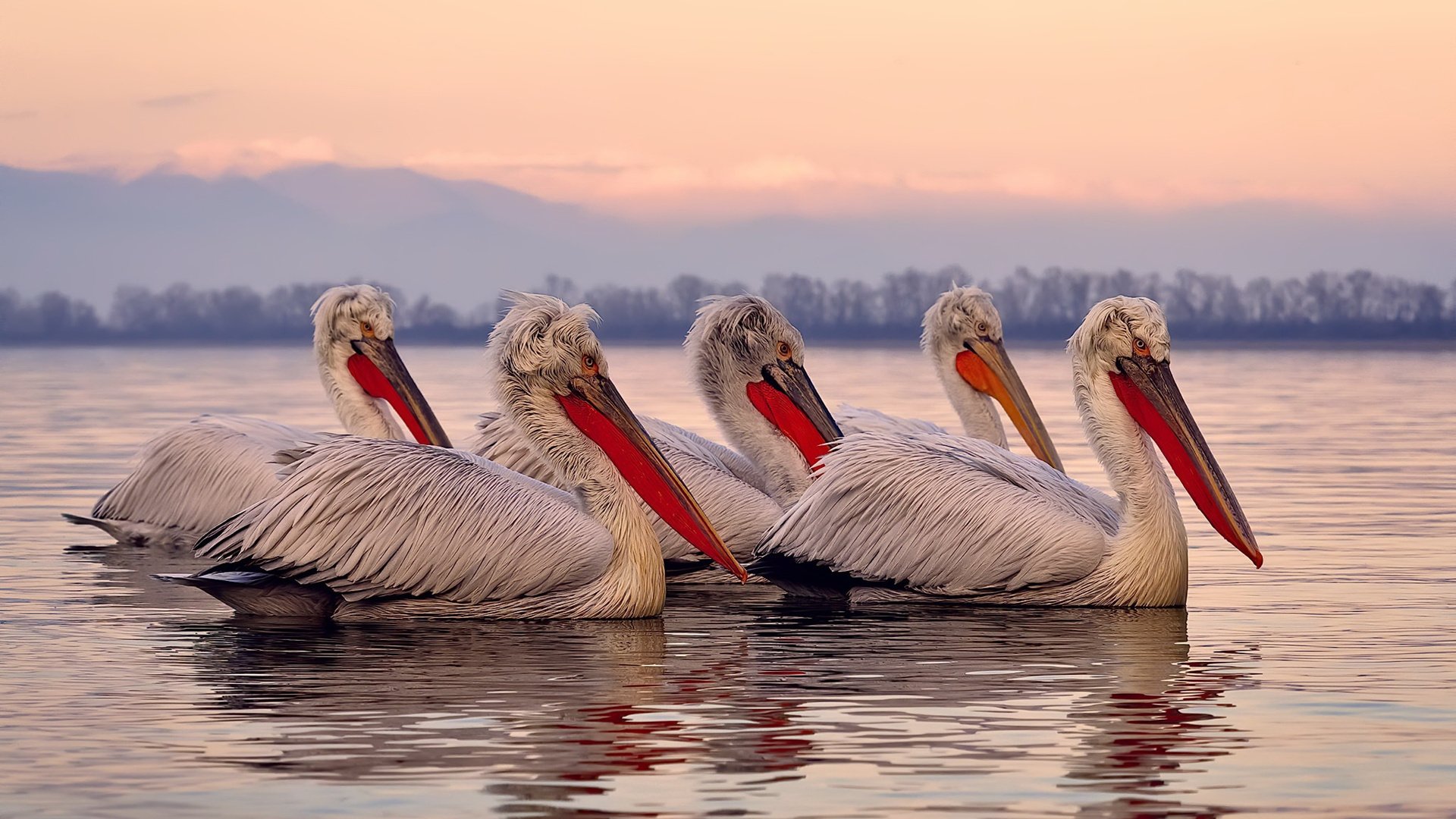 公牛横扫骑士，小贾伦攻防两端统治比赛