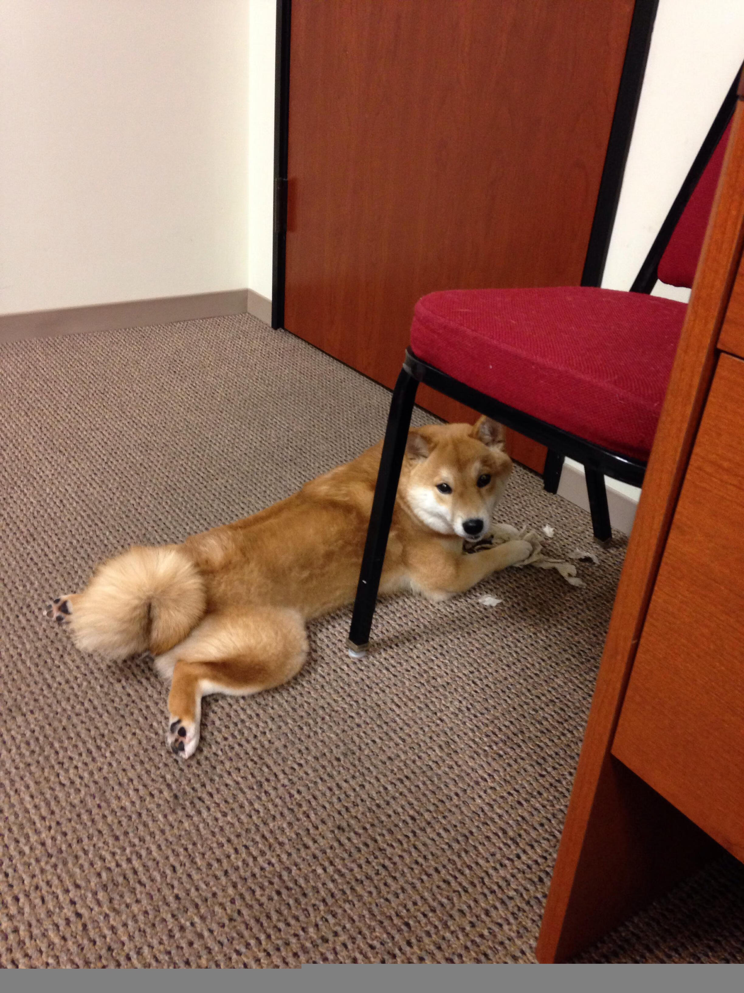 铁血防线撞上致命一刀，赖斯如何让拜仁粉碎毕尔巴鄂？