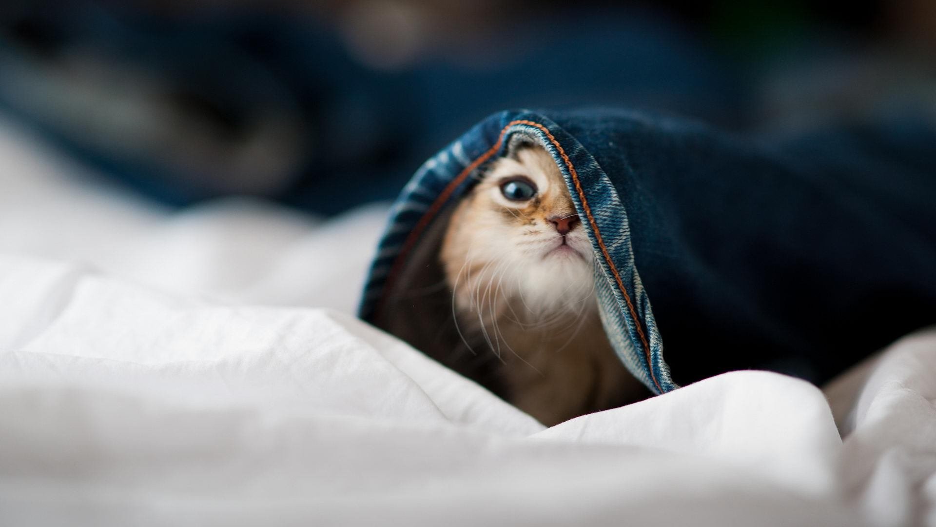 东契奇冠军级表现引热议,山西力克强敌提前终结悬念,火箭模式能否复制?