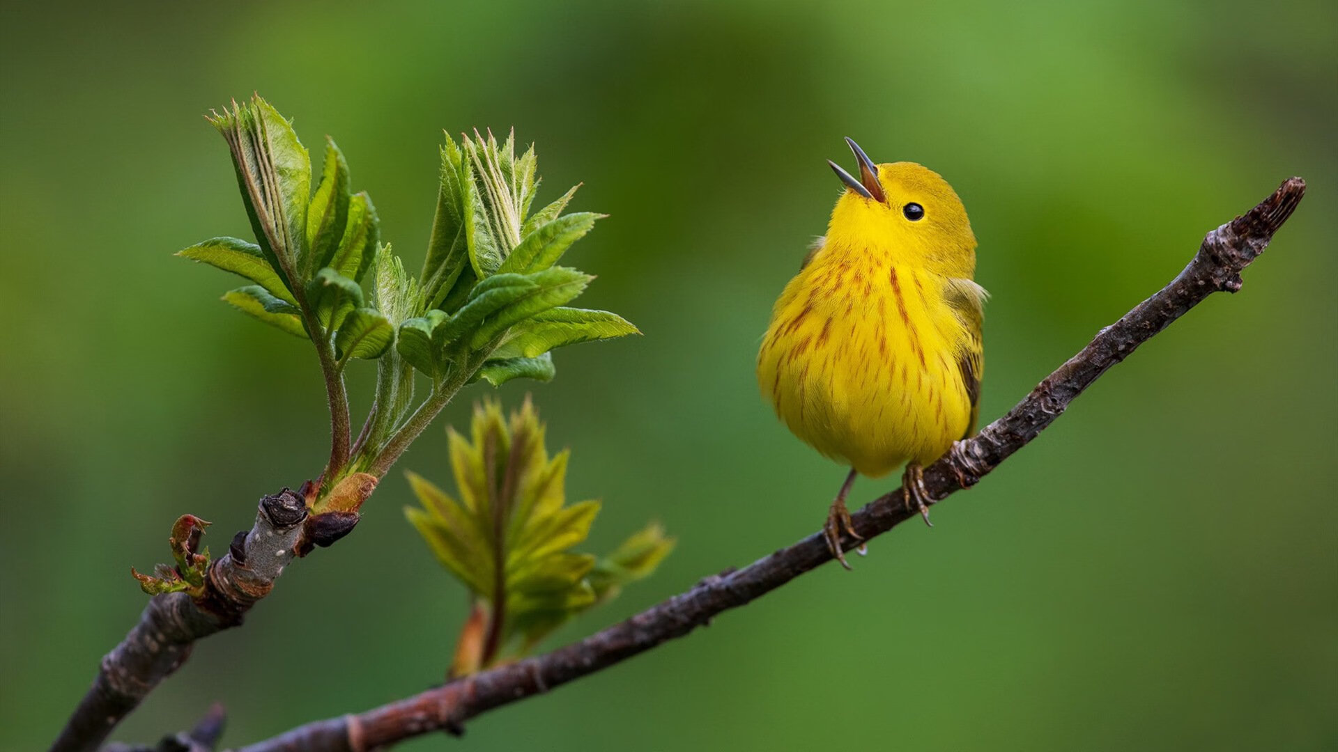 阿克魔幻后腰定乾坤，塞维利亚终结冰岛神话铁幕