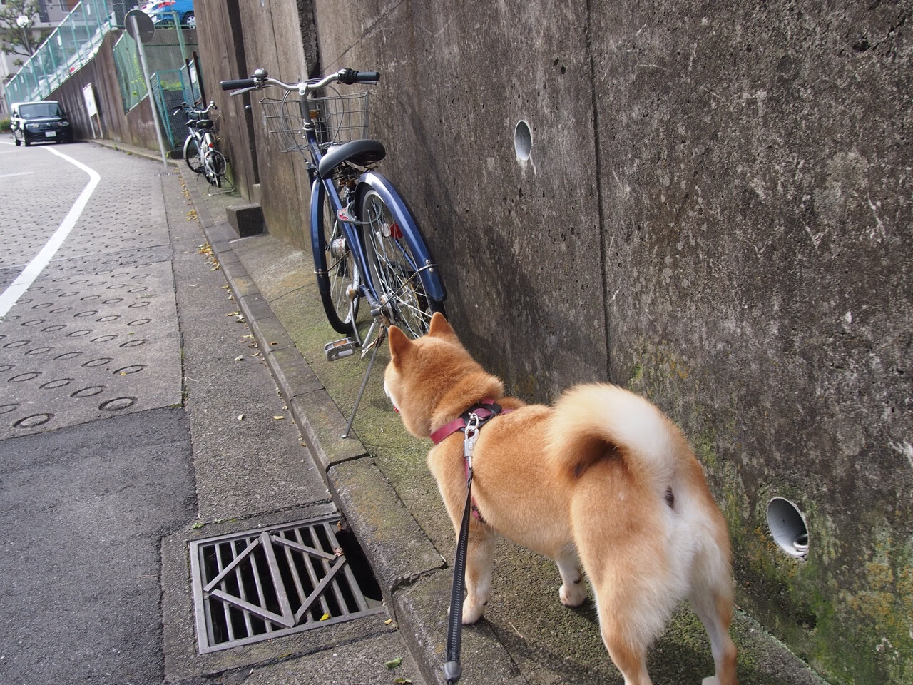 终场封神，小贾伦的得分风暴撕裂夺冠悬念