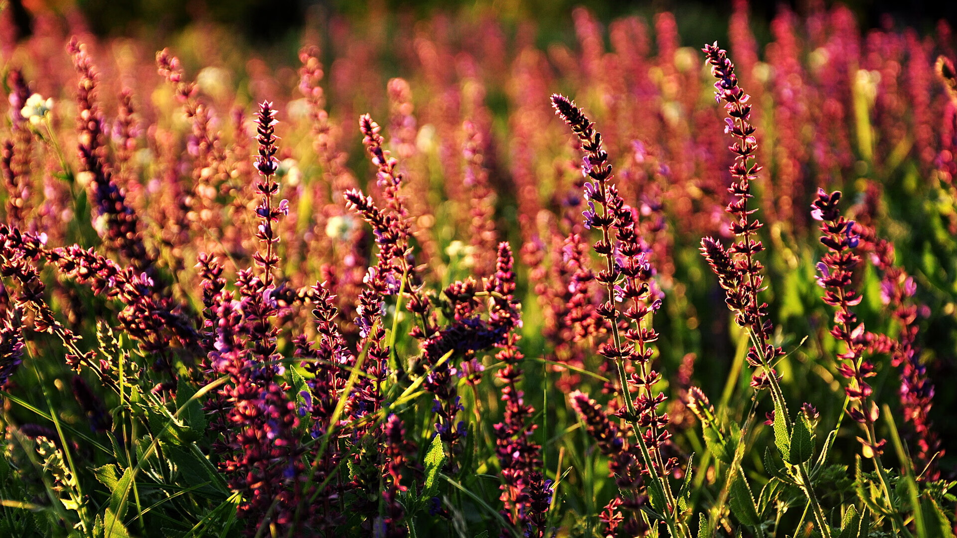 东瀛智慧与速度传奇,日本战术制服国际米兰,特奥街道赛接管F1战场