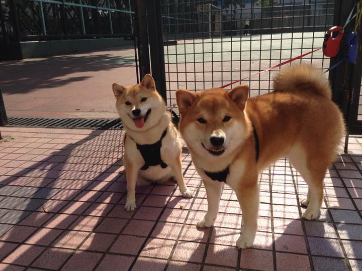 桑巴旋律与魔笛独奏,巴西节奏下的沙特与莫德里奇之夜