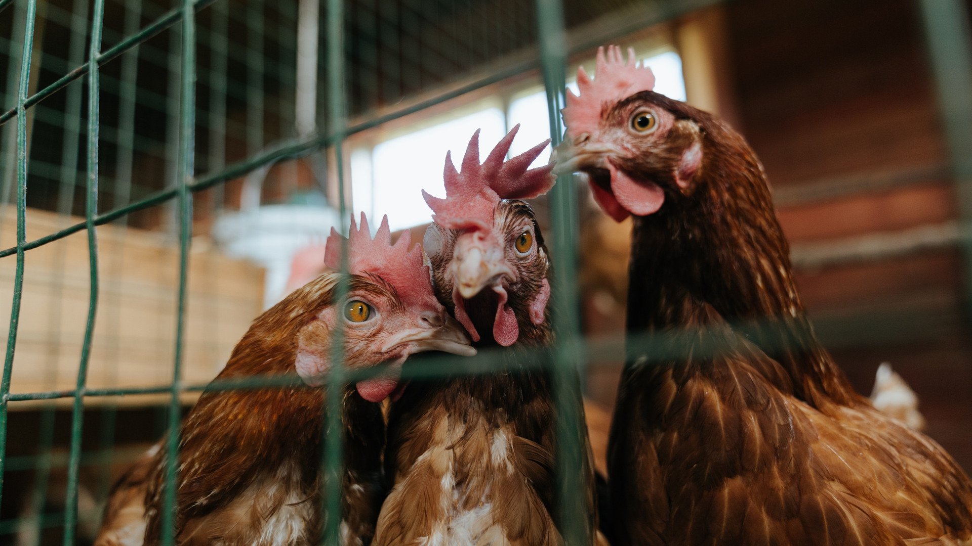 字母哥爆发狂砍三双，雷霆末节一波流击溃广厦队