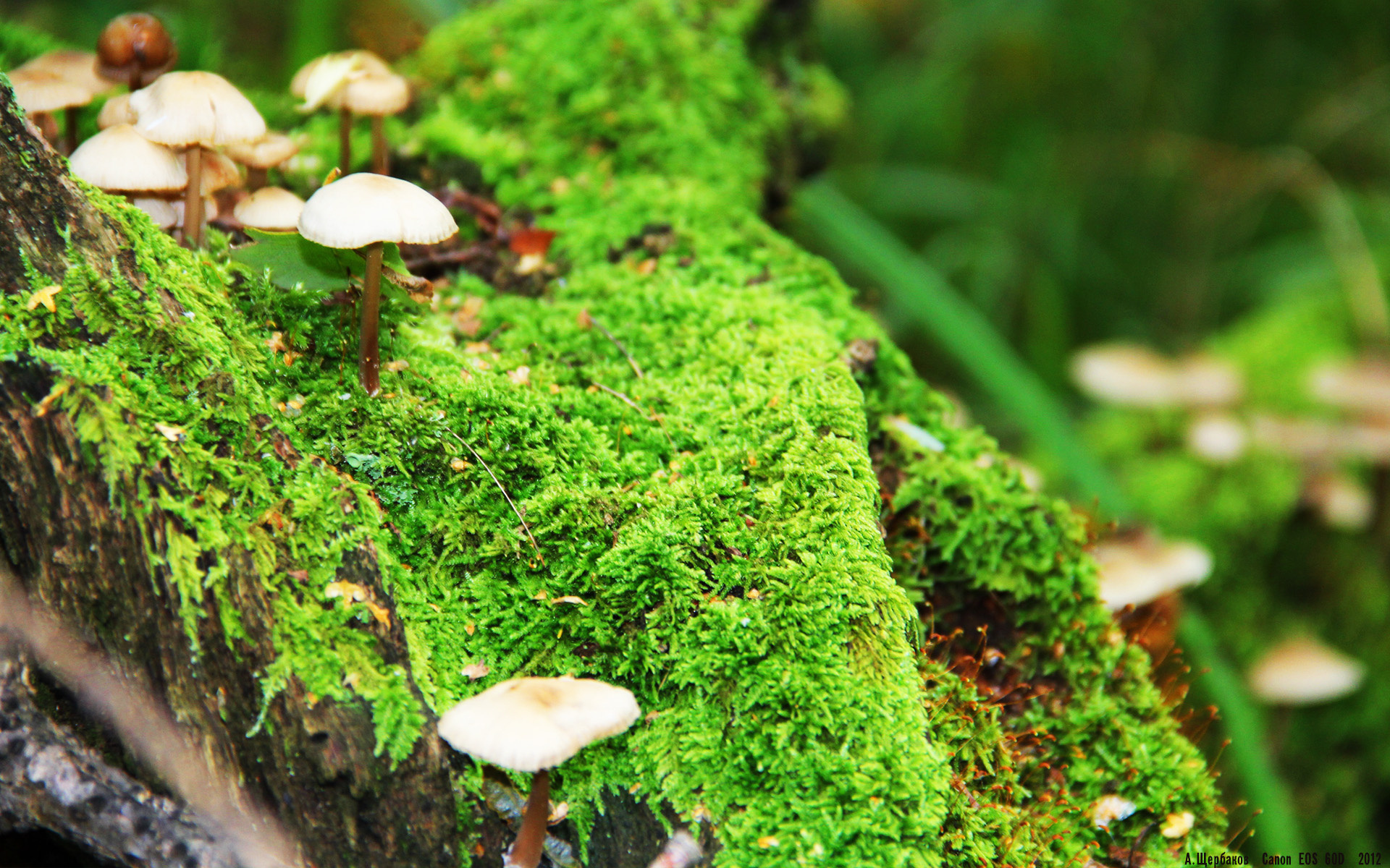 F1版图惊变，尼日利亚车手逆袭美国霸主，改写全球赛车叙事