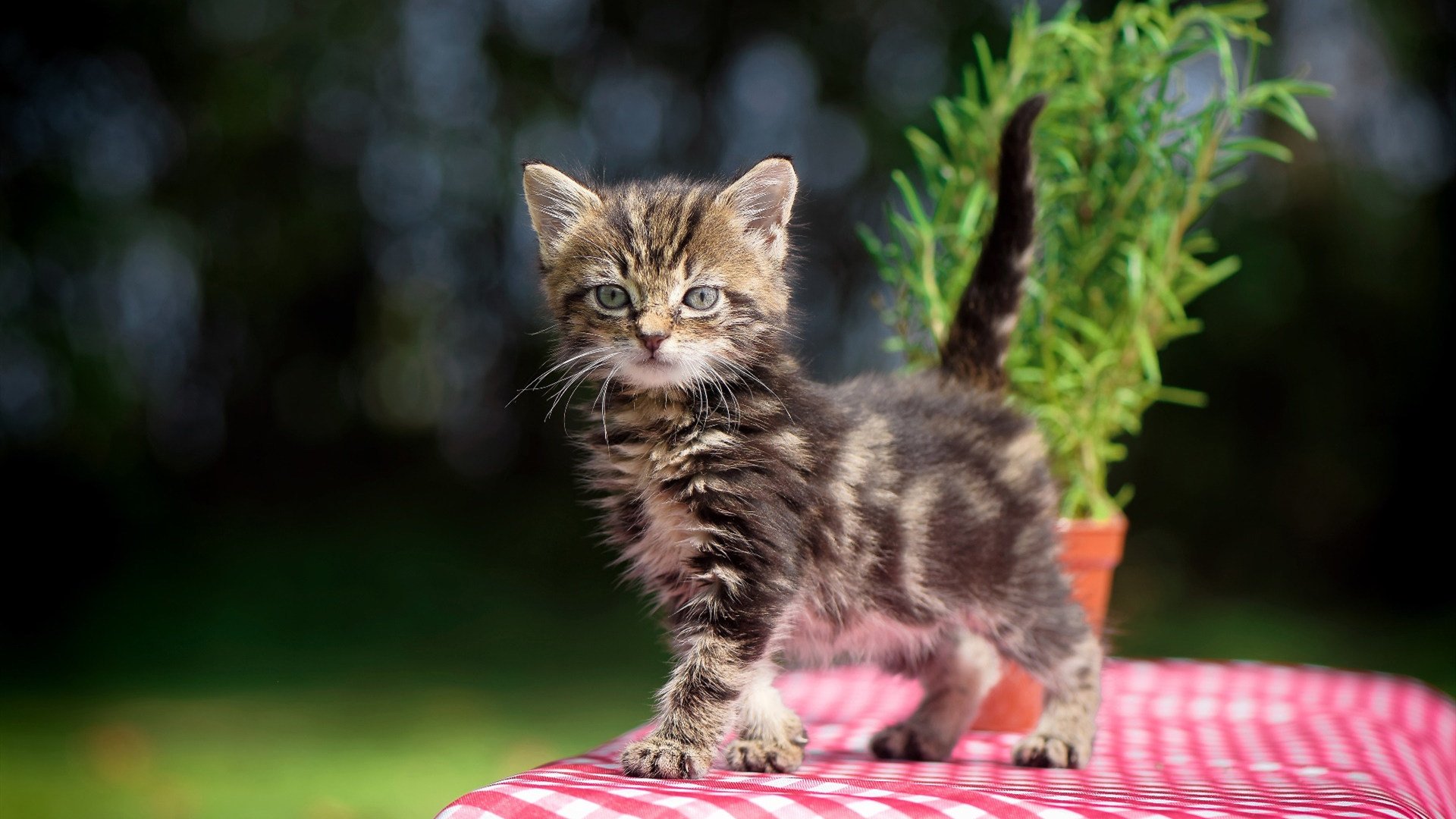 卢卡库魔兽觉醒，勒沃库森三球击碎曼城不败金身