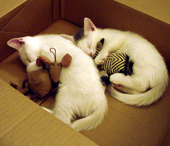 小国咆哮与孤星闪耀,体育世界里的强权新解