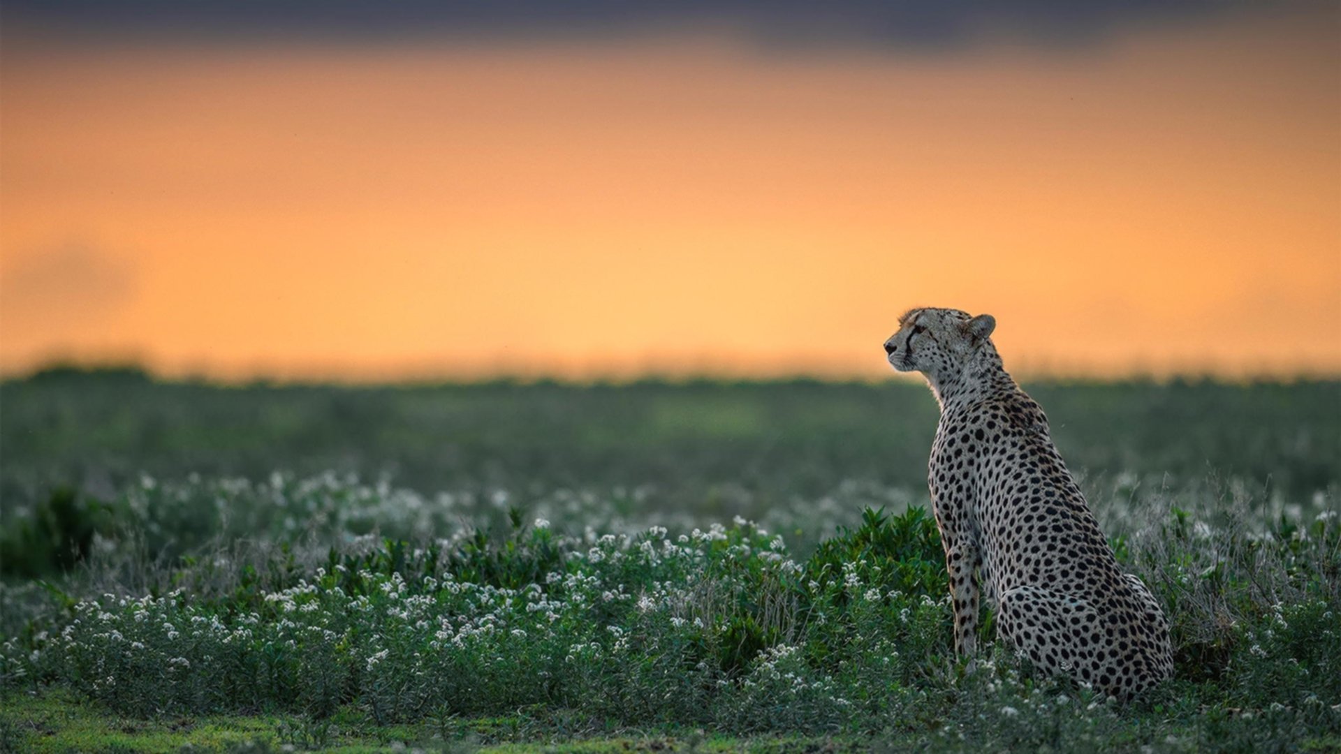 季后赛抢七之夜,平凡射手贝恩燃灯全场