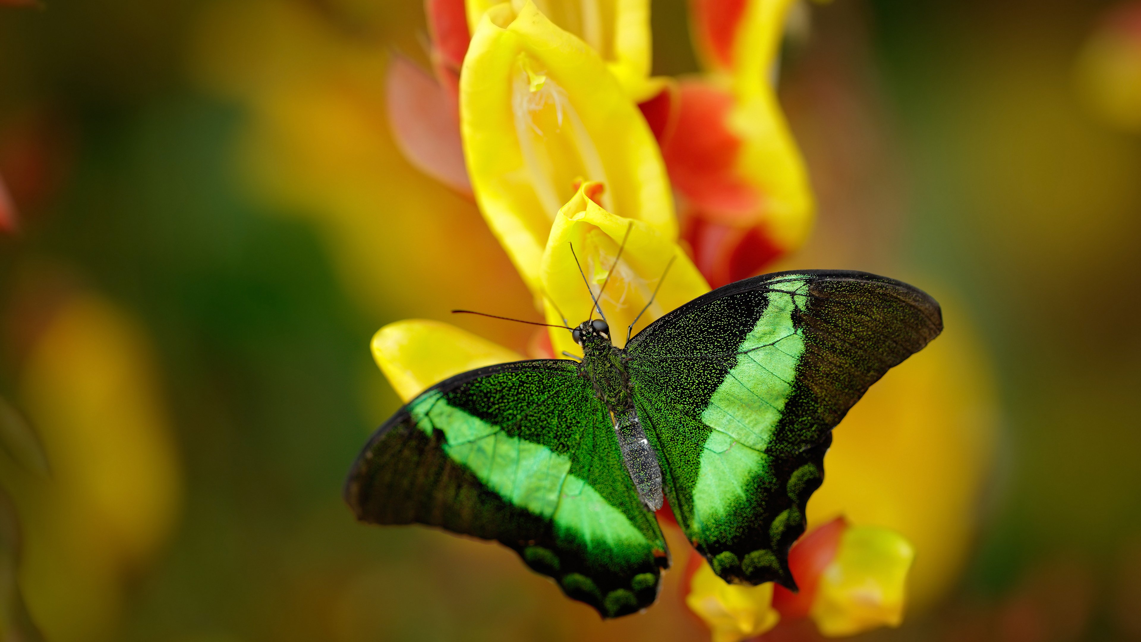 铁血混凝土!深圳队欧冠半决赛用窒息防守锁死鹈鹕